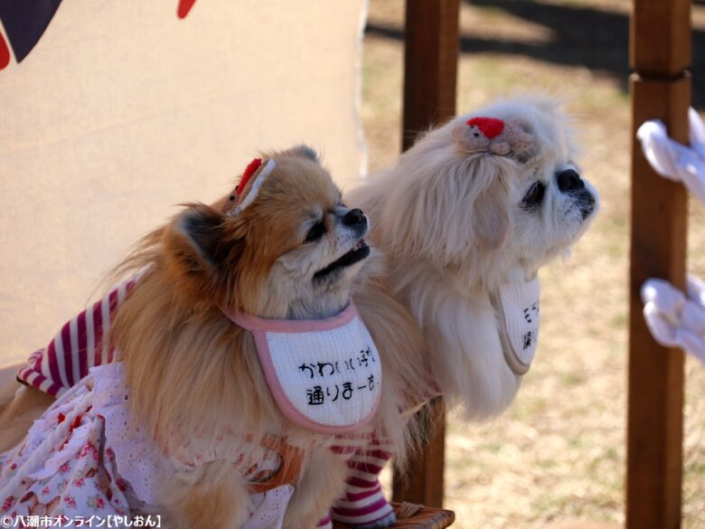 春の草加で愛犬と楽しむ2日間　「おいしいマルシェ×いぬのおまつり in 草加」レポート