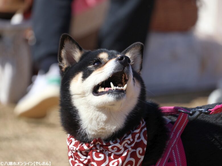 春の草加で愛犬と楽しむ2日間　「おいしいマルシェ×いぬのおまつり in 草加」レポート
