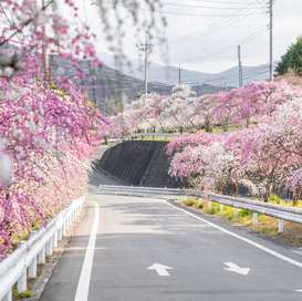 八潮市民限定で参加者募集　群馬県みどり市「花桃体験モニターツアー」開催へ