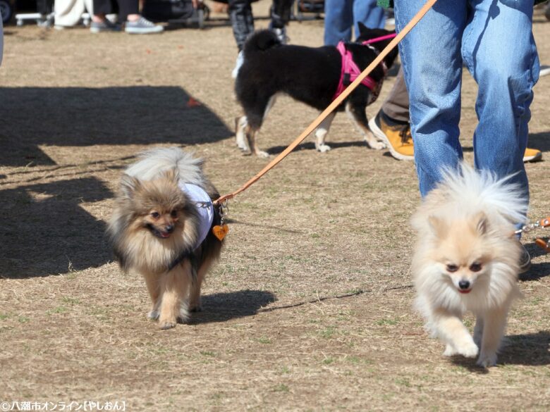 春の草加で愛犬と楽しむ2日間　「おいしいマルシェ×いぬのおまつり in 草加」レポート