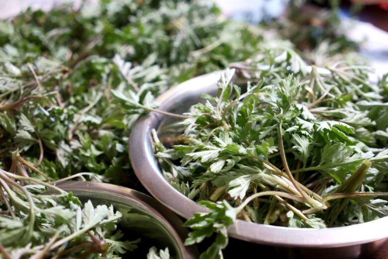 【八潮市】よもぎの香りに包まれる癒やし時間。温活サロン「onkatsu-house」