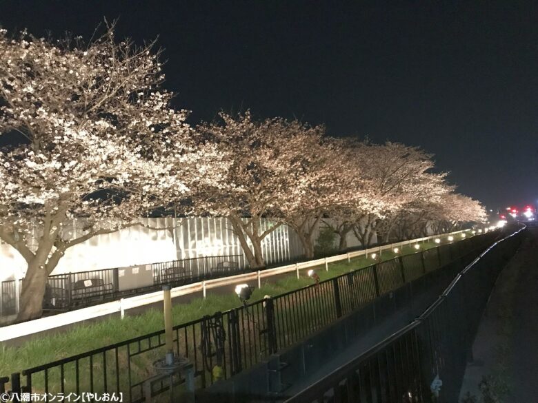 2026年 八潮周辺の桜開花予測 見ごろ時期とおすすめお花見スポットまとめ