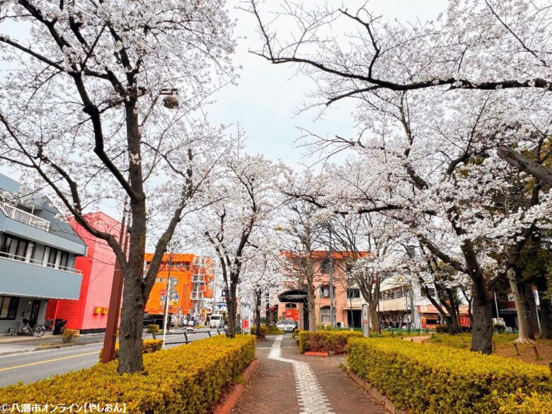 2026年 八潮周辺の桜開花予測 見ごろ時期とおすすめお花見スポットまとめ