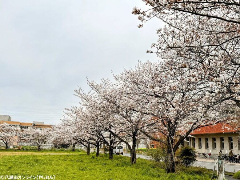 2026年 八潮周辺の桜開花予測 見ごろ時期とおすすめお花見スポットまとめ