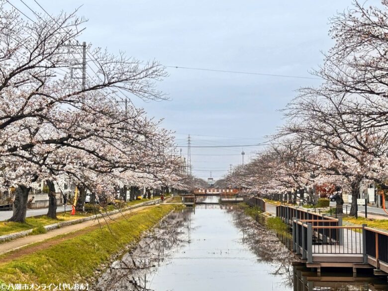 2026年 八潮周辺の桜開花予測 見ごろ時期とおすすめお花見スポットまとめ