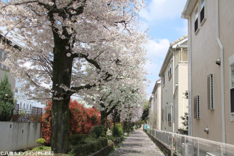 2026年 八潮周辺の桜開花予測 見ごろ時期とおすすめお花見スポットまとめ