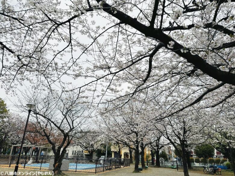 2026年 八潮周辺の桜開花予測 見ごろ時期とおすすめお花見スポットまとめ