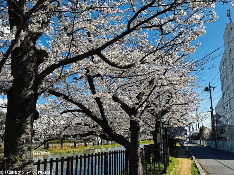 2026年 八潮周辺の桜開花予測 見ごろ時期とおすすめお花見スポットまとめ