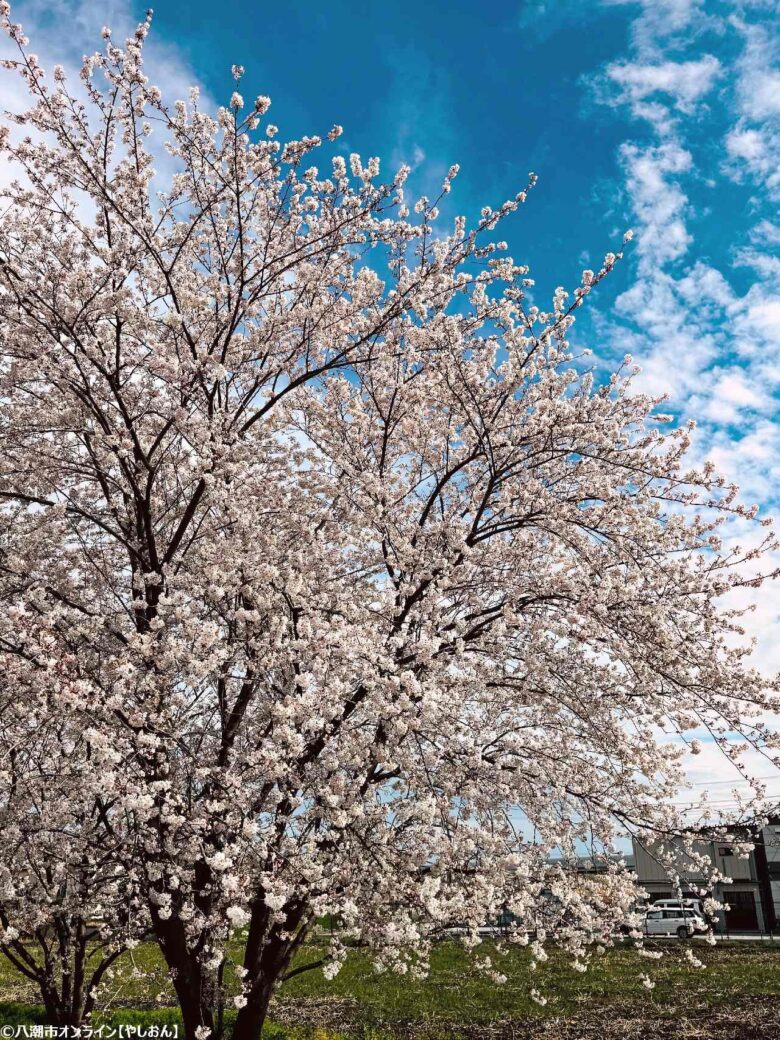 2026年 八潮周辺の桜開花予測 見ごろ時期とおすすめお花見スポットまとめ