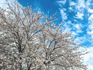 三郷中央におどり公園で春祭り開催　提灯100灯が彩る夜桜スポットに