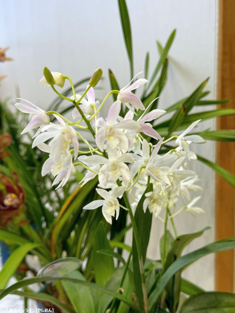 春の彩りが会場を包む「やしお春の洋らん展」開催　リニューアル前の楽習館で最後の展示