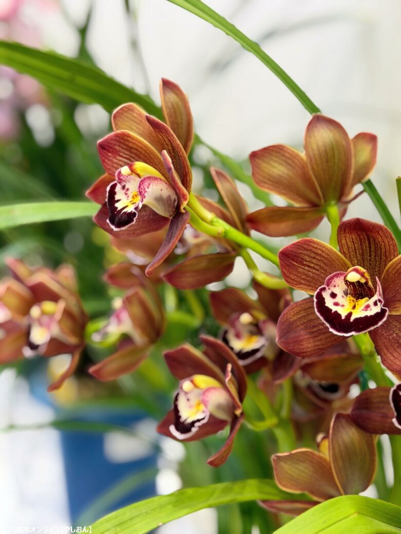 春の彩りが会場を包む「やしお春の洋らん展」開催　リニューアル前の楽習館で最後の展示