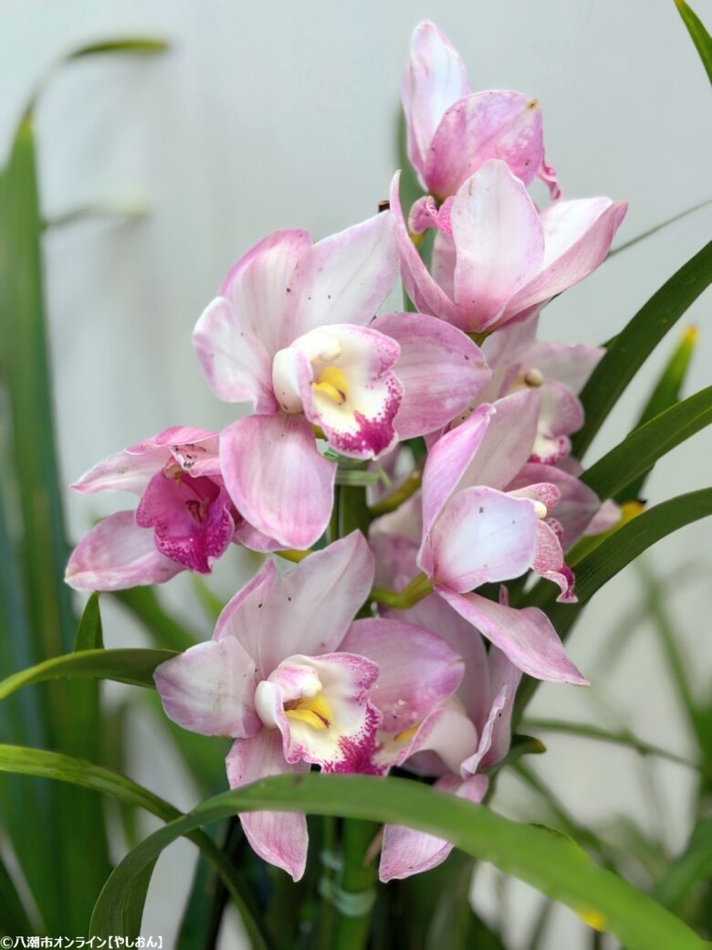 春の彩りが会場を包む「やしお春の洋らん展」開催　リニューアル前の楽習館で最後の展示