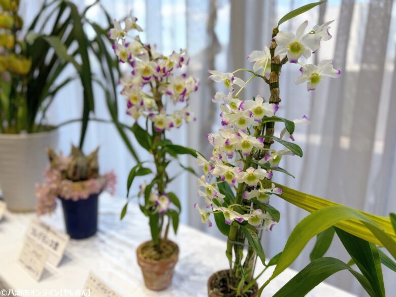 春の彩りが会場を包む「やしお春の洋らん展」開催　リニューアル前の楽習館で最後の展示