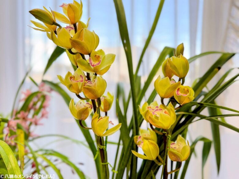 春の彩りが会場を包む「やしお春の洋らん展」開催　リニューアル前の楽習館で最後の展示