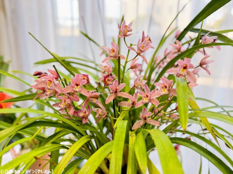 春の彩りが会場を包む「やしお春の洋らん展」開催　リニューアル前の楽習館で最後の展示