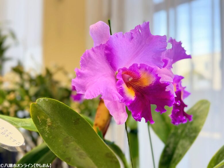 春の彩りが会場を包む「やしお春の洋らん展」開催　リニューアル前の楽習館で最後の展示