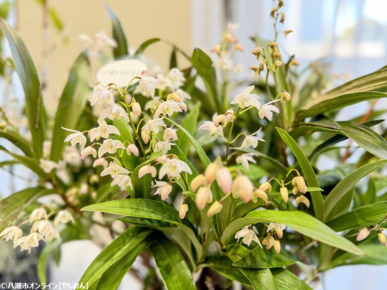 春の彩りが会場を包む「やしお春の洋らん展」開催 リニューアル前の楽習館で最後の展示