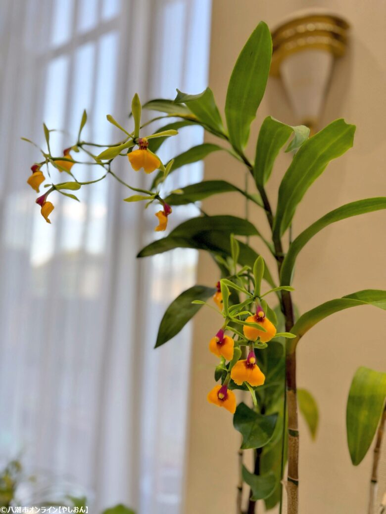 春の彩りが会場を包む「やしお春の洋らん展」開催　リニューアル前の楽習館で最後の展示