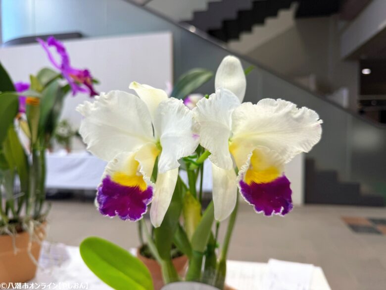 春の彩りが会場を包む「やしお春の洋らん展」開催　リニューアル前の楽習館で最後の展示