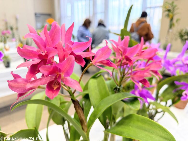 春の彩りが会場を包む「やしお春の洋らん展」開催　リニューアル前の楽習館で最後の展示