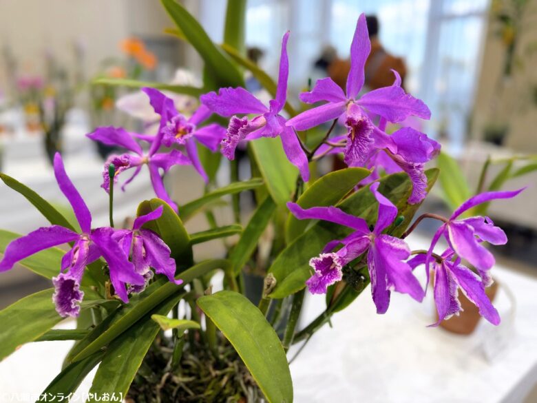 春の彩りが会場を包む「やしお春の洋らん展」開催　リニューアル前の楽習館で最後の展示