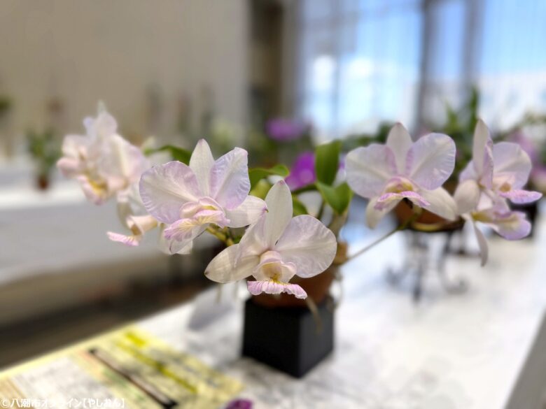 春の彩りが会場を包む「やしお春の洋らん展」開催　リニューアル前の楽習館で最後の展示