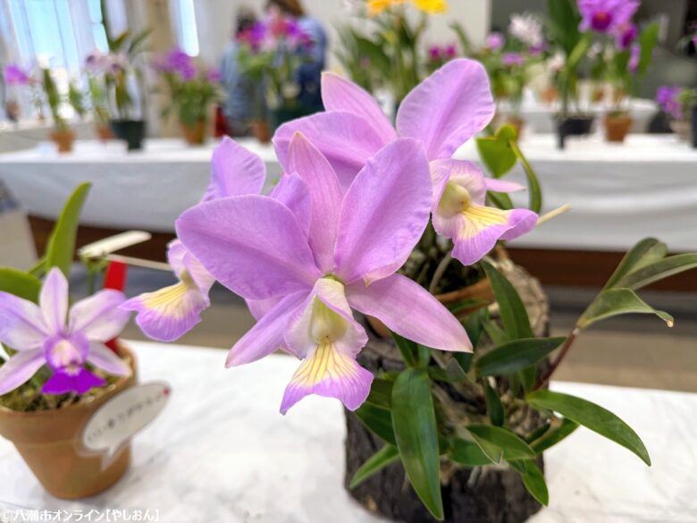 春の彩りが会場を包む「やしお春の洋らん展」開催　リニューアル前の楽習館で最後の展示
