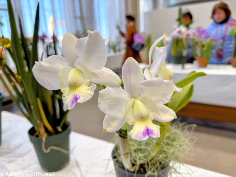 春の彩りが会場を包む「やしお春の洋らん展」開催　リニューアル前の楽習館で最後の展示