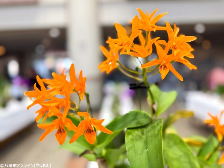 春の彩りが会場を包む「やしお春の洋らん展」開催　リニューアル前の楽習館で最後の展示