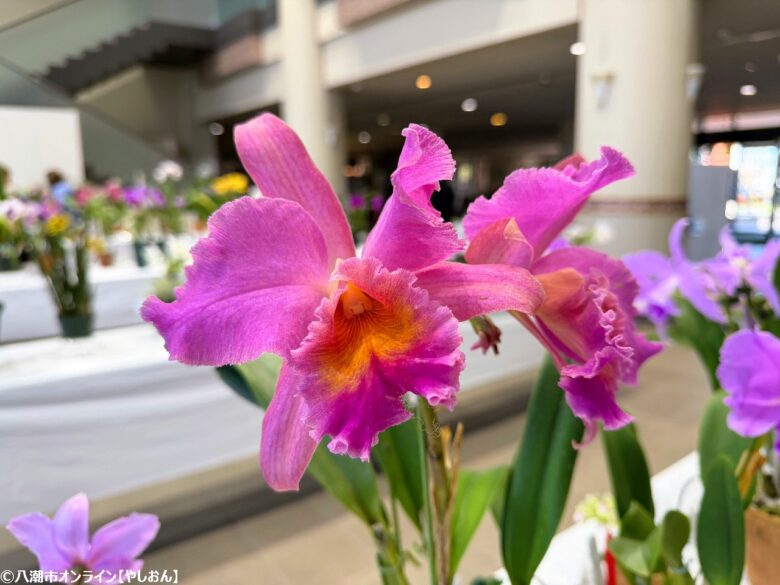 春の彩りが会場を包む「やしお春の洋らん展」開催　リニューアル前の楽習館で最後の展示