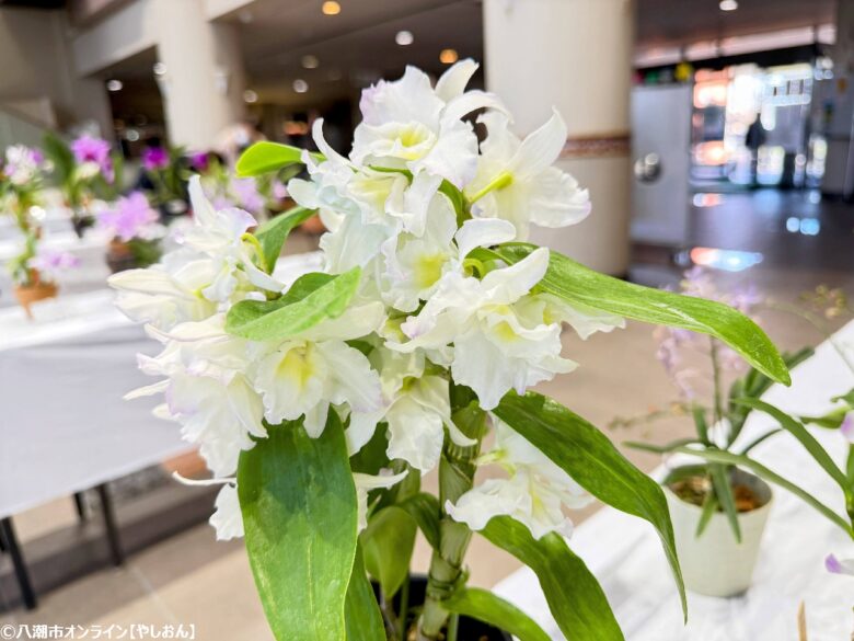 春の彩りが会場を包む「やしお春の洋らん展」開催　リニューアル前の楽習館で最後の展示