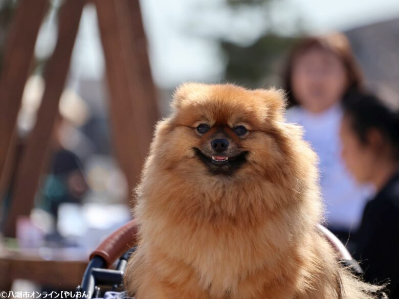 春の草加で愛犬と楽しむ2日間　「おいしいマルシェ×いぬのおまつり in 草加」レポート