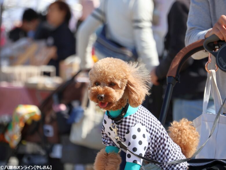 春の草加で愛犬と楽しむ2日間　「おいしいマルシェ×いぬのおまつり in 草加」レポート