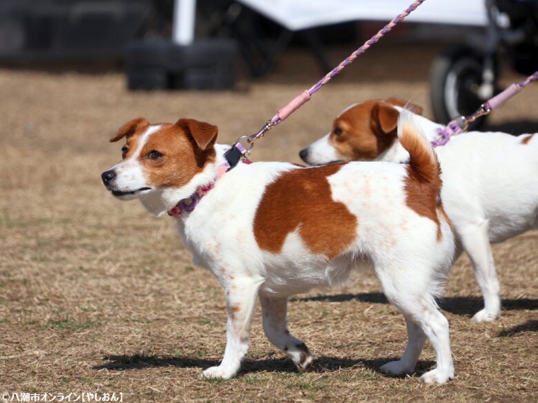 春の草加で愛犬と楽しむ2日間　「おいしいマルシェ×いぬのおまつり in 草加」レポート