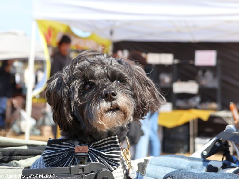 春の草加で愛犬と楽しむ2日間　「おいしいマルシェ×いぬのおまつり in 草加」レポート