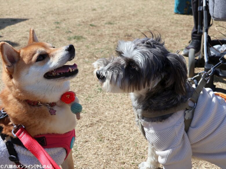 春の草加で愛犬と楽しむ2日間　「おいしいマルシェ×いぬのおまつり in 草加」レポート