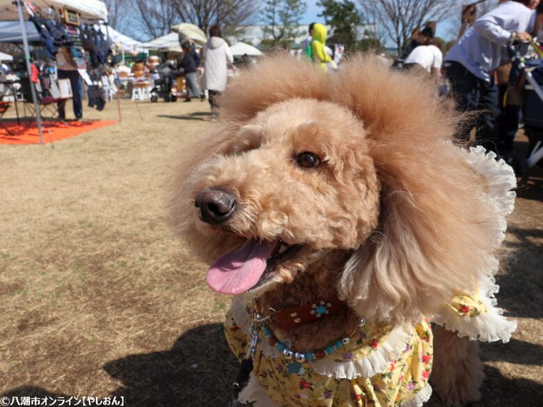 春の草加で愛犬と楽しむ2日間　「おいしいマルシェ×いぬのおまつり in 草加」レポート