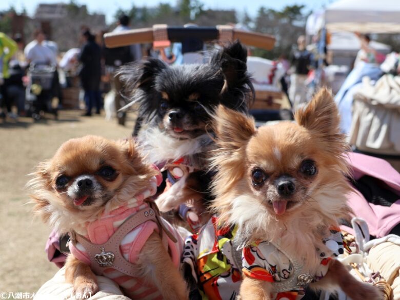 春の草加で愛犬と楽しむ2日間　「おいしいマルシェ×いぬのおまつり in 草加」レポート
