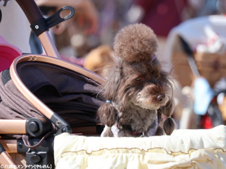 春の草加で愛犬と楽しむ2日間　「おいしいマルシェ×いぬのおまつり in 草加」レポート