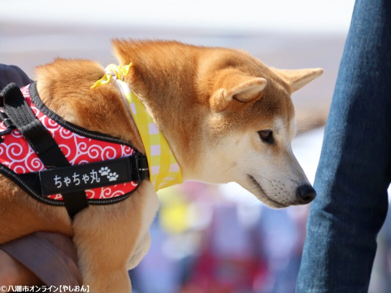 春の草加で愛犬と楽しむ2日間　「おいしいマルシェ×いぬのおまつり in 草加」レポート