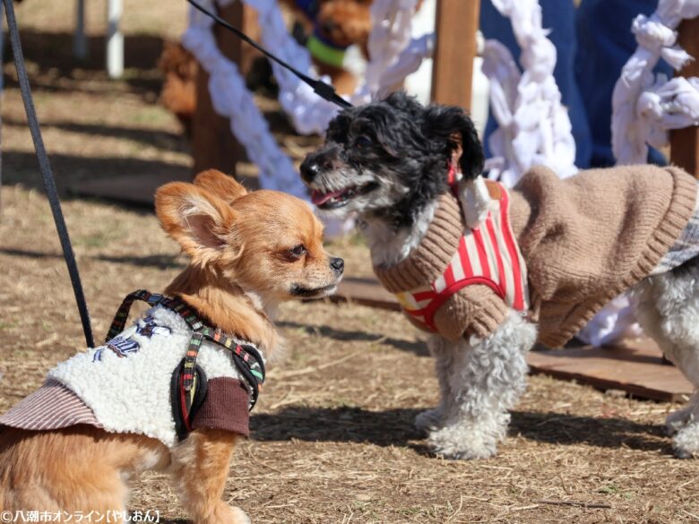 春の草加で愛犬と楽しむ2日間　「おいしいマルシェ×いぬのおまつり in 草加」レポート