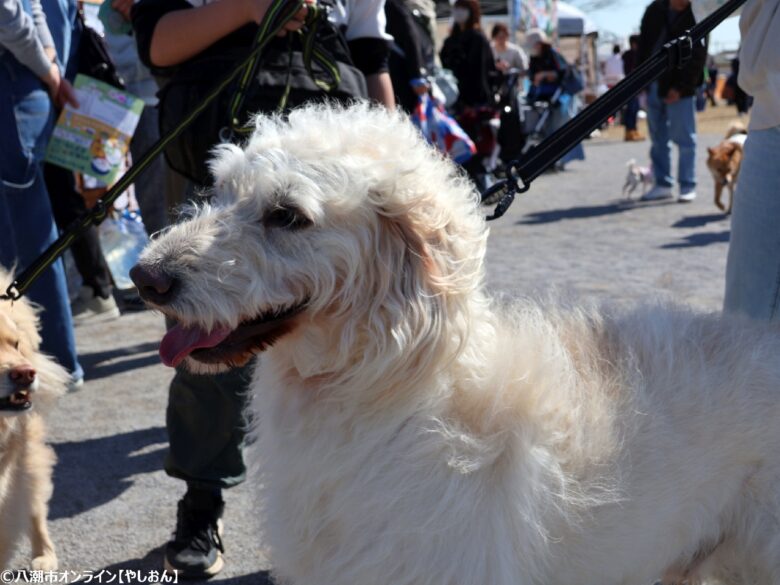 春の草加で愛犬と楽しむ2日間　「おいしいマルシェ×いぬのおまつり in 草加」レポート