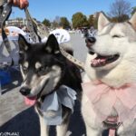 春の草加で愛犬と楽しむ2日間　「おいしいマルシェ×いぬのおまつり in 草加」レポート