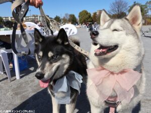 春の草加で愛犬と楽しむ2日間　「おいしいマルシェ×いぬのおまつり in 草加」レポート