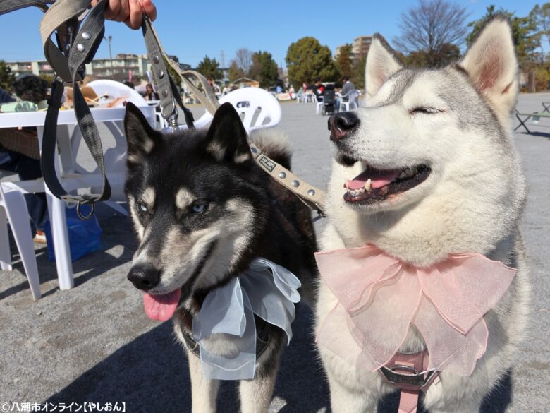春の草加で愛犬と楽しむ2日間　「おいしいマルシェ×いぬのおまつり in 草加」レポート