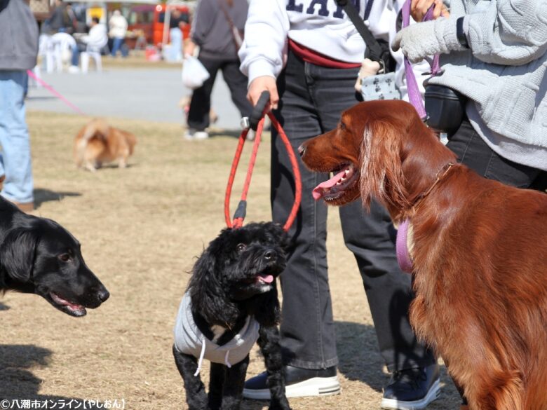 春の草加で愛犬と楽しむ2日間　「おいしいマルシェ×いぬのおまつり in 草加」レポート