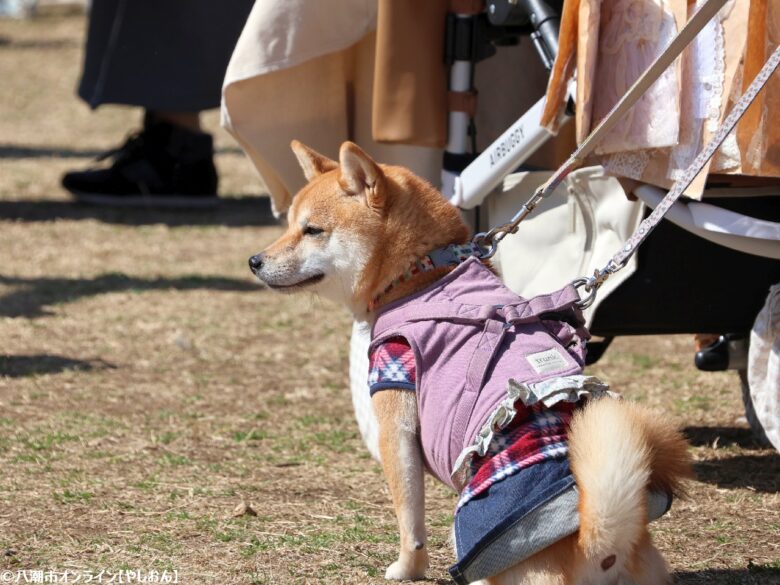春の草加で愛犬と楽しむ2日間　「おいしいマルシェ×いぬのおまつり in 草加」レポート