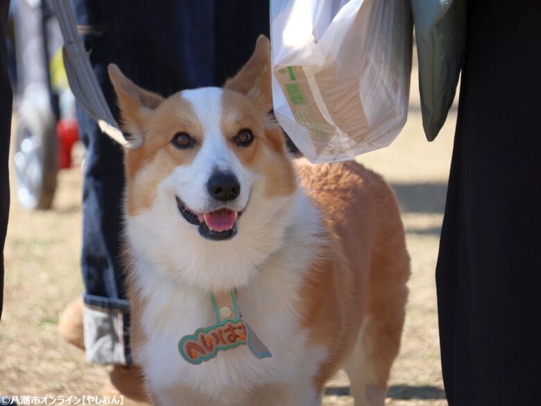 春の草加で愛犬と楽しむ2日間　「おいしいマルシェ×いぬのおまつり in 草加」レポート