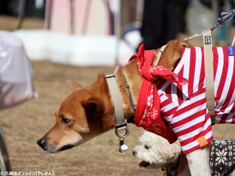春の草加で愛犬と楽しむ2日間　「おいしいマルシェ×いぬのおまつり in 草加」レポート